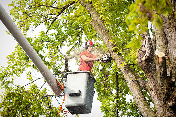 Tree Branch Trimming in Heath, OH